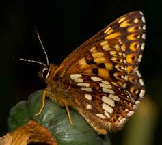 Attēlu rezultāti vaicājumam “Hamearis lucina underside”