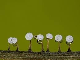 Attēlu rezultāti vaicājumam “Physarum album”