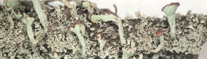Attēlu rezultāti vaicājumam “Cladonia botrytes”