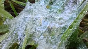 Attēlu rezultāti vaicājumam “Didymium spongiosum spores”