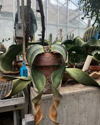 Attēlu rezultāti vaicājumam “Bulbochaete mirabilis”