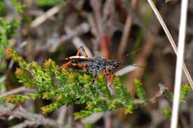 Attēlu rezultāti vaicājumam “Rhynocoris annulatus”