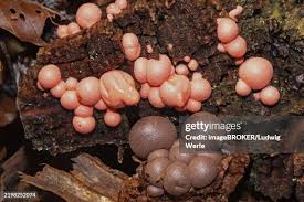 Attēlu rezultāti vaicājumam “Lycogala asperum young”