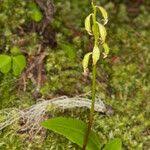 Attēlu rezultāti vaicājumam “Corallorhiza trifida fruit”