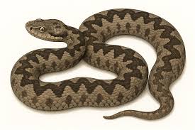 Attēlu rezultāti vaicājumam “Serpentes”