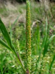 Attēlu rezultāti vaicājumam “Alopecurus aequalis flower”