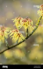 Attēlu rezultāti vaicājumam “Hamamelis japonica bud”