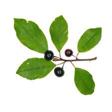 Attēlu rezultāti vaicājumam “Frangula alnus leaf”