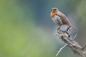 Image result for Turdus ruficollis