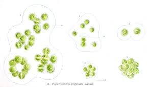 Attēlu rezultāti vaicājumam “Pleurococcus vulgaris”