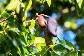 Attēlu rezultāti vaicājumam “Blysmus compressus fruit”