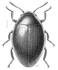 Attēlu rezultāti vaicājumam “Byrrhidae”