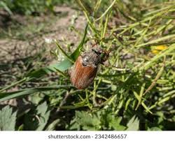 Attēlu rezultāti vaicājumam “Melolontha hippocastani imago”