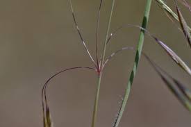 Attēlu rezultāti vaicājumam “Anisantha tectorum”