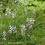 Attēlu rezultāti vaicājumam “Vicia sylvatica leaf”