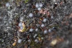 Attēlu rezultāti vaicājumam “Physarum diderma spores”