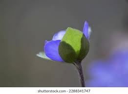 Attēlu rezultāti vaicājumam “Hepatica nobilis bud”