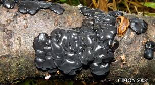 Attēlu rezultāti vaicājumam “Exidia glandulosa”