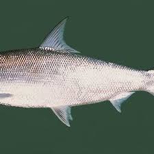 Image result for Chanos chanos