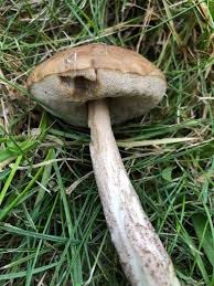 Attēlu rezultāti vaicājumam “Leccinum melaneum”