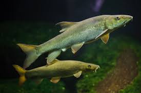 Image result for Barbus barbus