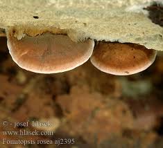 Attēlu rezultāti vaicājumam “Fomitopsis rosea”