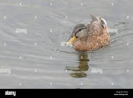 Attēlu rezultāti vaicājumam “Anas platyrhynchos juvenile”