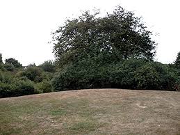 Image result for The Rayleigh Cricket Club