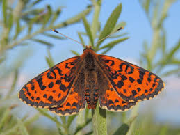 Attēlu rezultāti vaicājumam “Melitaea didyma male”