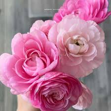 Attēlu rezultāti vaicājumam “Ranunculus brunnescens”