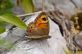 Attēlu rezultāti vaicājumam “Lasiommata maera”