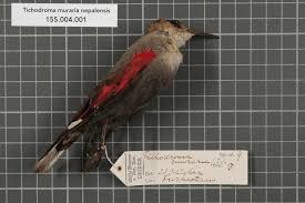 Image result for Tichodroma muraria