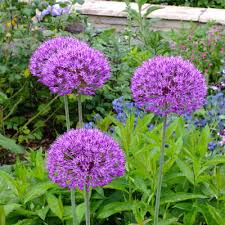 Attēlu rezultāti vaicājumam “Allium holandicum”