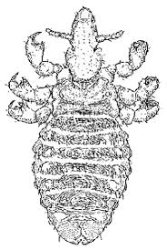 Attēlu rezultāti vaicājumam “Phthiraptera”