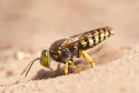 Attēlu rezultāti vaicājumam “Bembix rostrata”