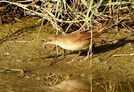 Image result for Locustella luscinioides