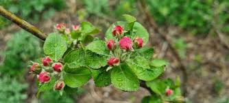 Attēlu rezultāti vaicājumam “Rubus plicatus flower”