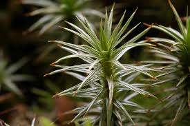 Attēlu rezultāti vaicājumam “Polytrichum juniperinum”