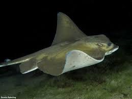 Image result for Myliobatis aquila