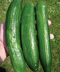 Image result for Gurke