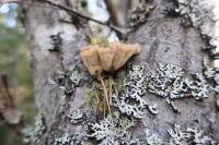 Attēlu rezultāti vaicājumam “Gloiodon strigosus”