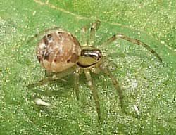 Attēlu rezultāti vaicājumam “Theridiidae”