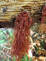 Attēlu rezultāti vaicājumam “Heterotrichia oerstedii (syn. Arcyria oerstedii) sessile”