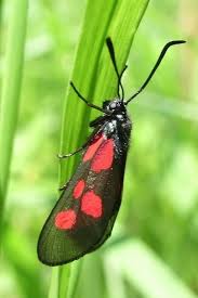 Attēlu rezultāti vaicājumam “Zygaena viciae”