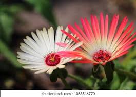 Image result for Mesembryanthemum criniflorum