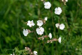 Attēlu rezultāti vaicājumam “Silene latifolia subsp. alba flower”