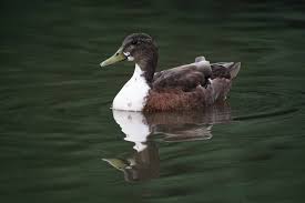 Image result for Anas rubripes