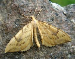 Attēlu rezultāti vaicājumam “Eulithis pyraliata”