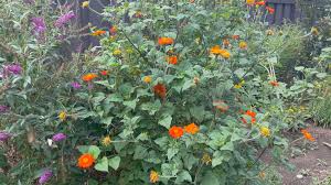 Image result for Tithonia rotundifolia
