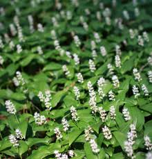 Attēlu rezultāti vaicājumam “Maianthemum bifolium flower”